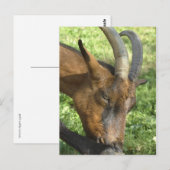 アルプスフランスのヤギ葉書 ポストカード (正面/裏面)