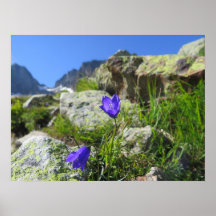 アルプフランスのス