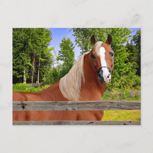 「アルベラ」ポストカード ポストカード (正面)