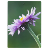 アルペンデイジー クリップボード (裏面)