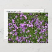 アルペンフラワーズ ポストカード (正面/裏面)