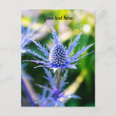 アルペンMannstreuはがき ポストカード (正面)