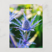 アルペンMannstreuはがき ポストカード (正面)