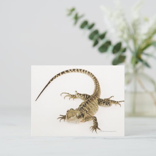 アルボレアルアガミド種先住民から東部2 ポストカード (スタンド正面)