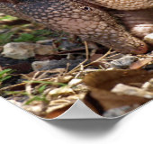 アルマジロのポスター ポスター (角)