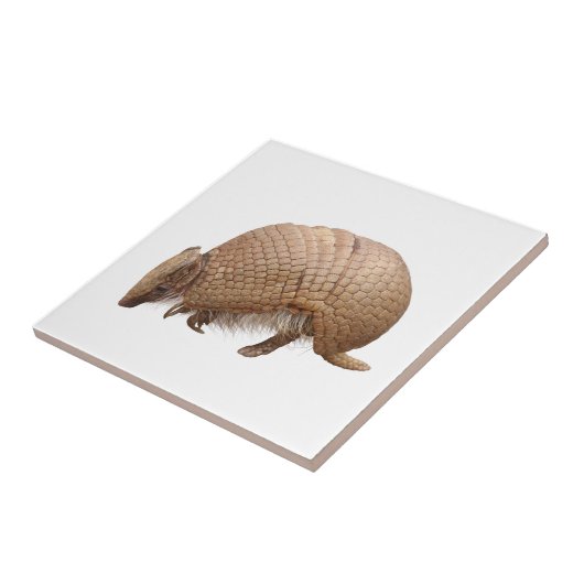 アルマジロ タイル (側面)