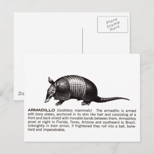 アルマジロ ポストカード (正面/裏面)