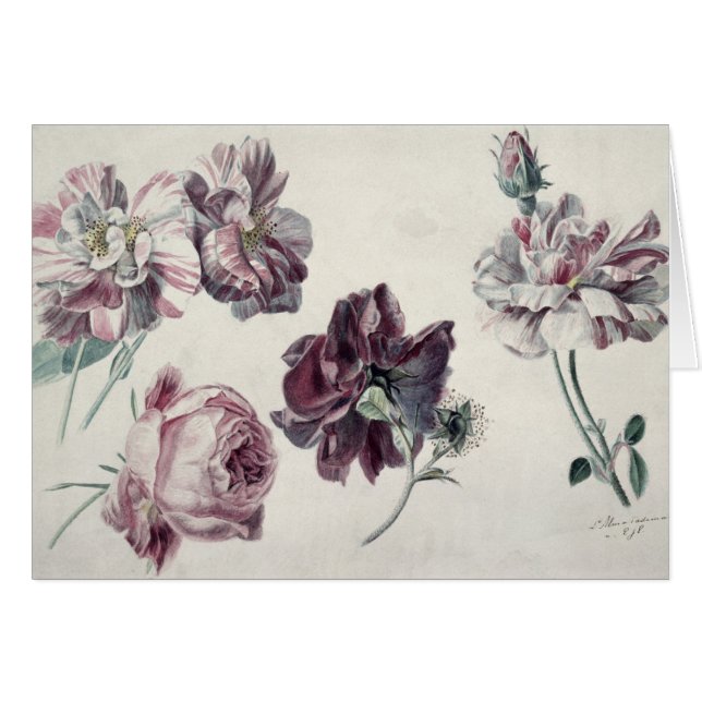 アルマ浮腫 |バラ (正面横)