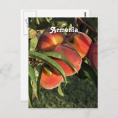 アルメニアのアプリコット ポストカード (正面/裏面)