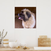 アルメニアンガンパルドッグポートレート ポスター (キッチン)