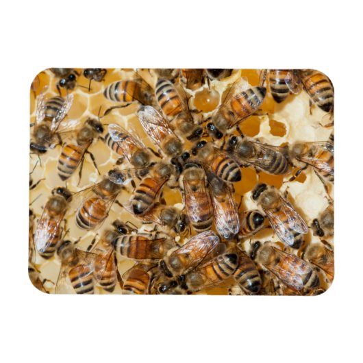 アルロズ・ハニー・ファームの養蜂 マグネット (横)