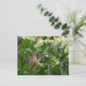 アレンのハミングバードポストカード ポストカード (スタンド正面)