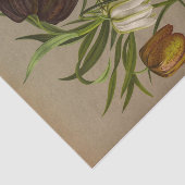 アレント・ヘンドリカ・アレンドセン・フリティリア・メレアグリス 薄葉紙 (詳細)