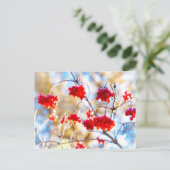 アロウッドの実 ポストカード (スタンド正面)