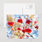 アロウッドの実 ポストカード (正面/裏面)