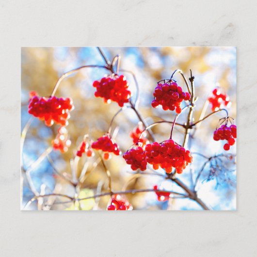 アロウッドの実 ポストカード (正面)