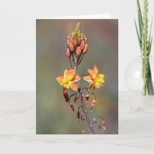 アロエフラワー カード (正面)