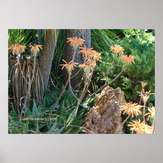 アロエベラガーデン ポスター (正面)