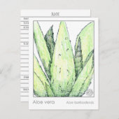 アロエベラマテリアメディカカードハーブ勉強植物 ポストカード (正面/裏面)