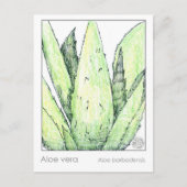 アロエベラマテリアメディカカードハーブ勉強植物 ポストカード (正面)