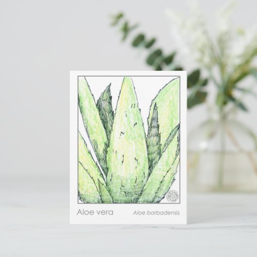 アロエベラマテリアメディカカードハーブ勉強植物 ポストカード (スタンド正面)