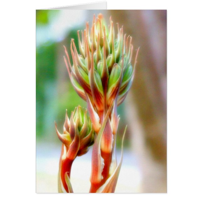 アロエベラ花カード (正面)