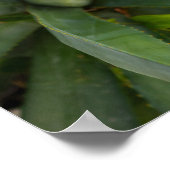 アロエベラ ポスター (角)