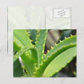 アロエベラ ポストカード (正面/裏面)