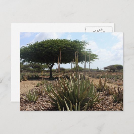 アロエ工場アルバ ポストカード (正面/裏面)