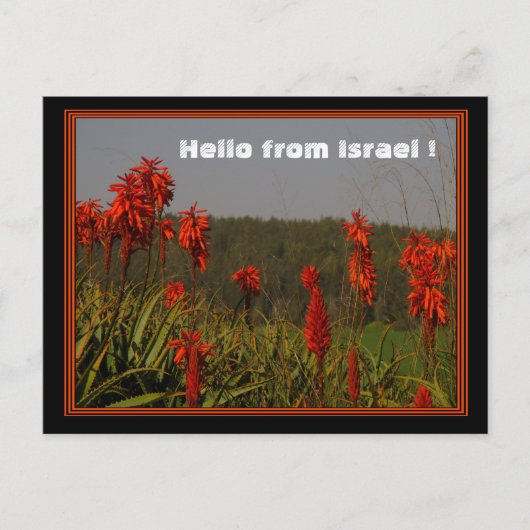 アロエ樹上葉書 ポストカード (正面)