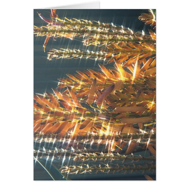 アロエ開花 (正面)