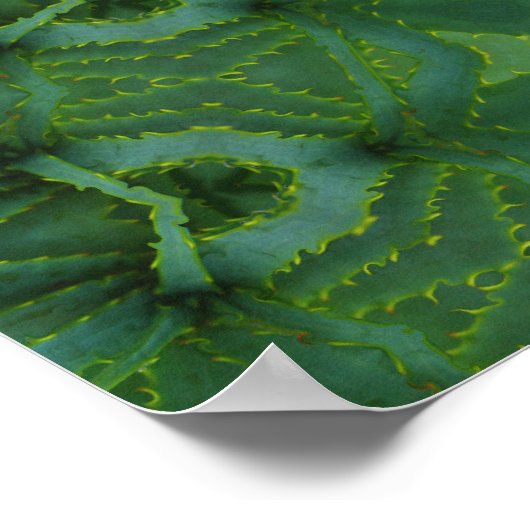 アロエ ポスター (角)