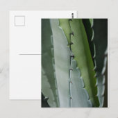 アロエ – マクロファインアート写真 ポストカード (正面/裏面)