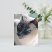 アロオブシャム猫はがき ポストカード (スタンド正面)
