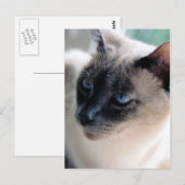 アロオブシャム猫はがき ポストカード (正面/裏面)