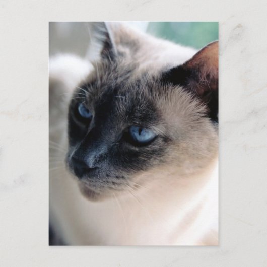 アロオブシャム猫はがき ポストカード (正面)