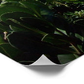 アロッキーバミューダコーブ ポスター (角)