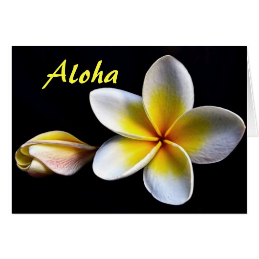 アロハ ハワイアン フランジパニの花 プルメリア (正面横)
