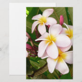 アロハ ハワイアン フランジパニの花 プルメリア 便箋 (正面/裏面)