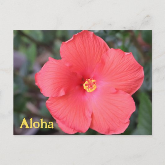 アロハfromハワイハワイアンバケーション ポストカード (正面)