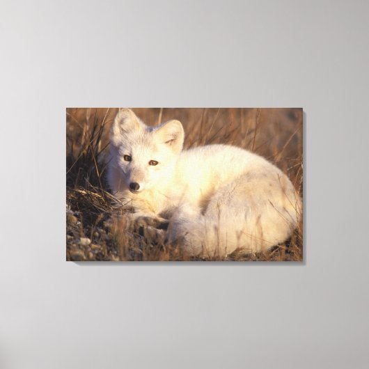 アロペックス・ラゴプス キャンバスプリント (正面)