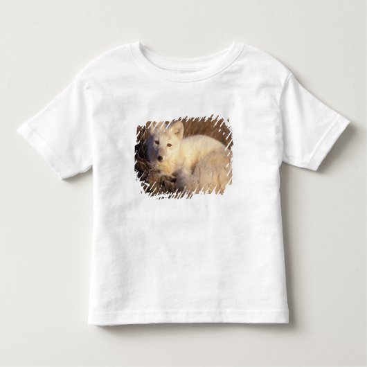 アロペックス・ラゴプス トドラーTシャツ (正面)