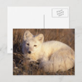 アロペックス・ラゴプス ポストカード (正面/裏面)