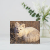 アロペックス・ラゴプス ポストカード (スタンド正面)