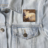 アロペックス・ラゴプス 缶バッジ (インサイチュ)