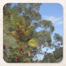 アロヨ・セコ・トレイル沿いのトヨンズ