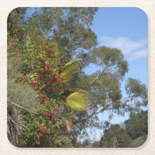 アロヨ・セコ・トレイル沿いのトヨンズ スクエアペーパーコースター (正面)