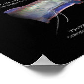 アロワナたちのポスター ポスター (角)