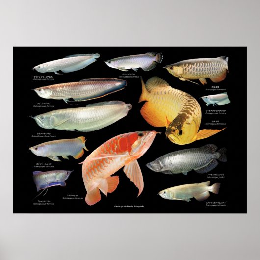 アロワナたちのポスター ポスター (正面)