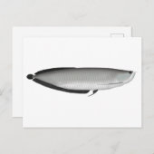 アロワナ銀 ポストカード (正面/裏面)